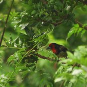 Black-collared Barbet